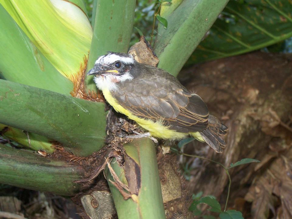 Megarynchus pitangua fledgling san raf 31 jan 08 1
